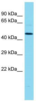 Host: Rabbit; Target Name: MLIP; Sample Tissue: MCF7 Whole Cell lysates; Antibody Dilution: 1.0 ug/ml.