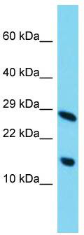 Typical titration curve of Corticotropin-Releasing Factor (CRF) in a competitive ELISA with this antibody