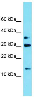 Host: Rabbit; Target Name: C3orf55; Sample Tissue: 293T Whole Cell lysates; Antibody Dilution: 1.0 ug/ml