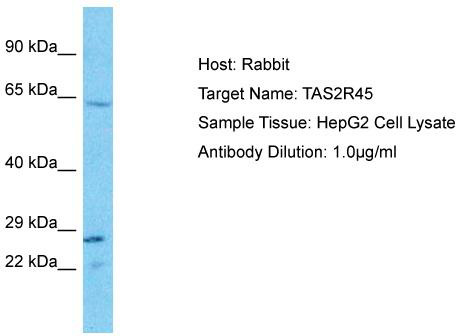 Host: Rabbit; Target Name: TAS2R45; Sample Tissue: HepG2 Whole Cell lysates; Antibody Dilution: 1.0 ug/ml