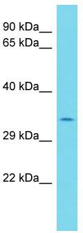 Host: Rabbit; Target Name: MILR1; Sample Tissue: HepG2 Whole Cell lysates; Antibody Dilution: 1.0 ug/ml