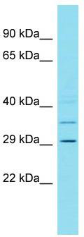Host: Rabbit; Target Name: C4orf50; Sample Tissue: PANC1 Whole Cell lysates; Antibody Dilution: 1.0 ug/ml