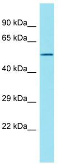 Host: Rabbit; Target Name: XKRX; Sample Tissue: Fetal Kidney lysates; Antibody Dilution: 1.0 ug/ml