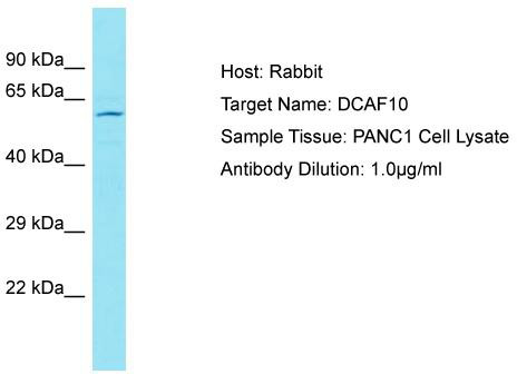 Host: Rabbit; Target Name: DCAF10; Sample Tissue: PANC1 Whole Cell lysates; Antibody Dilution: 1.0 ug/ml