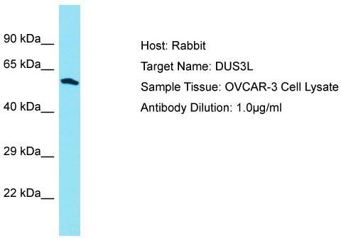 Host: Rabbit; Target Name: DUS3L; Sample Tissue: OVCAR-3 Whole Cell lysates; Antibody Dilution: 1.0 ug/ml