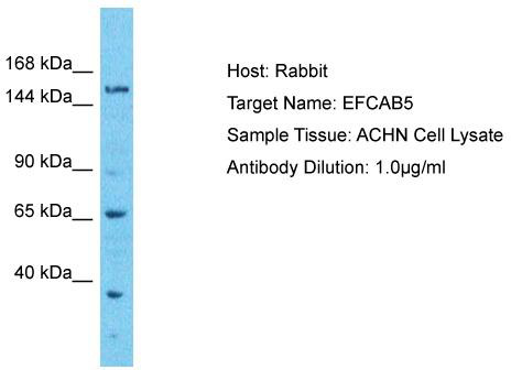 Host: Rabbit; Target Name: EFCAB5; Sample Tissue: ACHN Whole cell lysates; Antibody Dilution: 1.0 ug/ml