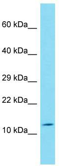 Host: Rabbit; Target Name: FAM24B; Sample Tissue: HepG2 Whole Cell lysates; Antibody Dilution: 1.0 ug/ml