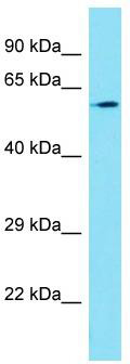 Host: Rabbit; Target Name: FAM114A1; Sample Tissue: A549 Whole Cell lysates; Antibody Dilution: 1.0 ug/ml