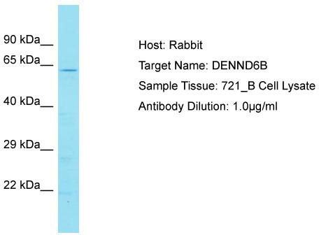 Host: Rabbit; Target Name: DENND6B; Sample Tissue: 721_B Whole cell lysates; Antibody Dilution: 1.0 ug/ml