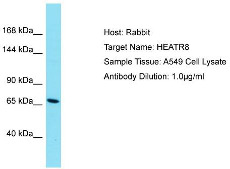 Host: Rabbit; Target Name: HEATR8; Sample Tissue: A549 Whole Cell lysates; Antibody Dilution: 1.0 ug/ml MROH7 is supported by BioGPS gene expression data to be expressed in A549