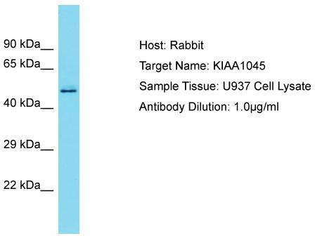 Host: Rabbit; Target Name: KIAA1045; Sample Tissue: U937 Whole Cell lysates; Antibody Dilution: 1.0 ug/ml