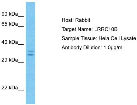 Host: Rabbit; Target Name: LRRC10B; Sample Tissue: Hela Whole Cell lysates; Antibody Dilution: 1.0 ug/ml