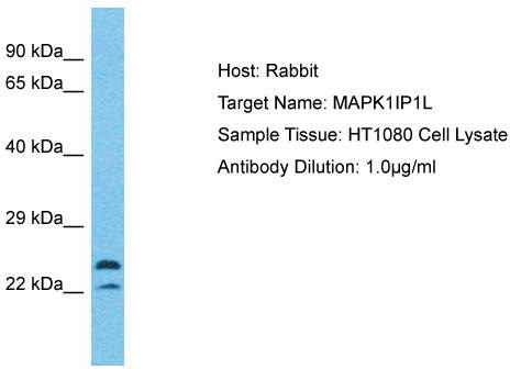 Host: Rabbit; Target Name: MAPK1IP1L; Sample Tissue: HT1080 Whole Cell lysates; Antibody Dilution: 1.0 ug/ml MAPK1IP1L is strongly supported by BioGPS gene expression data to be expressed in Human HT1080 cells