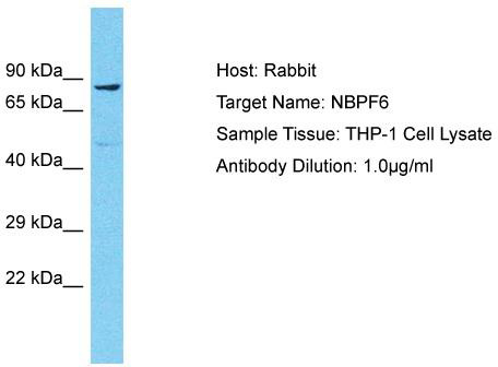 Host: Rabbit; Target Name: NBPF6; Sample Tissue: THP-1 Whole Cell lysates; Antibody Dilution: 1.0 ug/ml