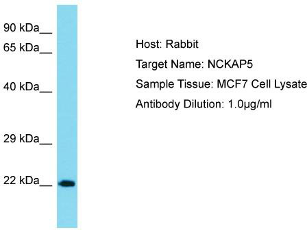Host: Rabbit; Target Name: NCKAP5; Sample Tissue: MCF7 Whole Cell lysates; Antibody Dilution: 1.0 ug/ml