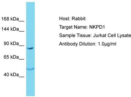 Host: Rabbit; Target Name: NKPD1; Sample Tissue: Jurkat Whole Cell lysates; Antibody Dilution: 1.0 ug/ml