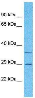 Host: Rabbit; Target Name: OR2A7; Sample Tissue: HepG2 Whole Cell lysates; Antibody Dilution: 1.0 ug/ml