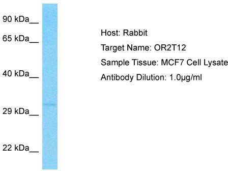Host: Rabbit; Target Name: OR2T12; Sample Tissue: MCF7 Whole Cell lysates; Antibody Dilution: 1.0 ug/ml