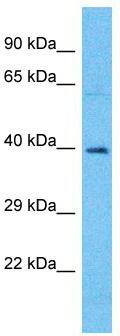 Host: Rabbit; Target Name: OR4A15; Sample Tissue: HepG2 Whole Cell lysates; Antibody Dilution: 1.0 ug/ml
