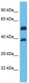 Host: Rabbit; Target Name: OR5K2; Sample Tissue: HepG2 Whole Cell lysates; Antibody Dilution: 1.0 ug/ml