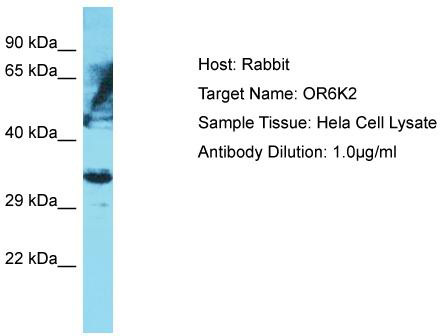 Host: Rabbit; Target Name: OR6K2; Sample Tissue: Hela Whole Cell lysates; Antibody Dilution: 1.0 ug/ml
