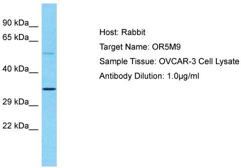Host: Rabbit; Target Name: OR5M9; Sample Tissue: OVCAR-3 Whole Cell lysates; Antibody Dilution: 1.0 ug/ml