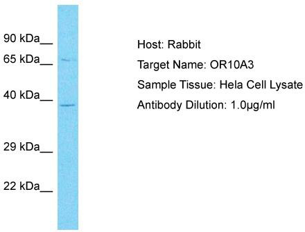 Host: Rabbit; Target Name: OR10A3; Sample Tissue: Hela Whole Cell lysates; Antibody Dilution: 1.0ug/ml