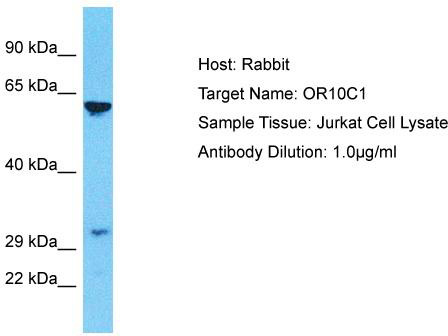 Host: Rabbit; Target Name: OR10C1; Sample Tissue: Jurkat Whole Cell lysates; Antibody Dilution: 1.0ug/ml