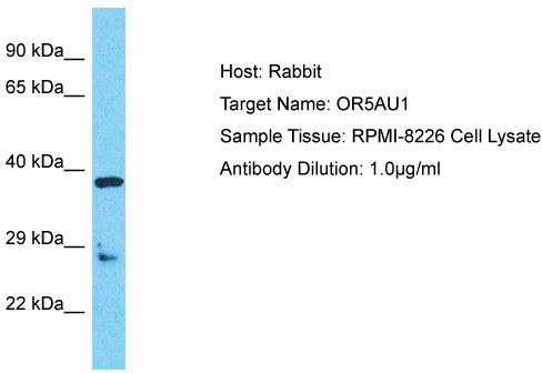 Host: Rabbit; Target Name: OR5AU1; Sample Tissue: RPMI-8226 Whole Cell lysates; Antibody Dilution: 1.0ug/ml
