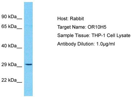 Host: Rabbit; Target Name: OR10H5; Sample Tissue: THP-1 Whole Cell lysates; Antibody Dilution: 1.0ug/ml