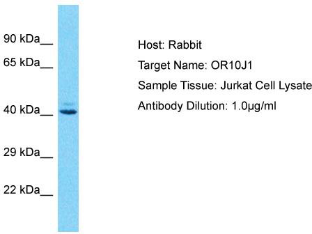Host: Rabbit; Target Name: OR10J1; Sample Tissue: Jurkat Whole Cell lysates; Antibody Dilution: 1.0ug/ml
