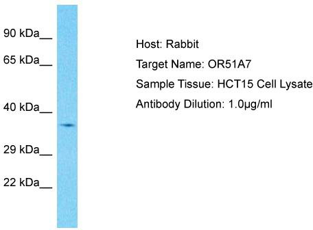 Host: Rabbit; Target Name: OR51A7; Sample Tissue: HCT15 Whole Cell lysates; Antibody Dilution: 1.0ug/ml
