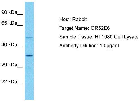 Host: Rabbit; Target Name: OR52E6; Sample Tissue: HT1080 Whole Cell lysates; Antibody Dilution: 1.0ug/ml