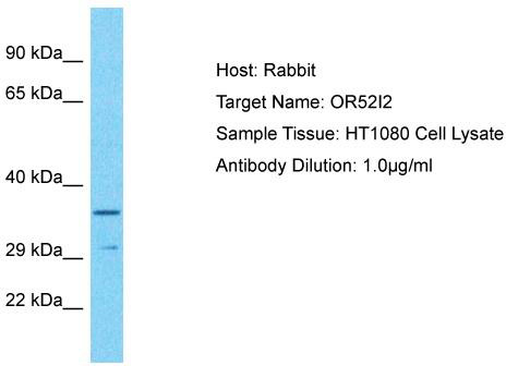 Host: Rabbit; Target Name: OR52I2; Sample Tissue: HT1080 Whole Cell lysates; Antibody Dilution: 1.0ug/ml