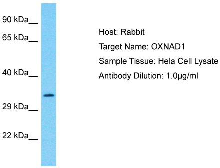 Host: Rabbit; Target Name: OXNAD1; Sample Tissue: Hela Whole Cell lysates; Antibody Dilution: 1.0ug/ml