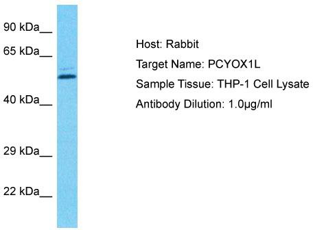 Host: Rabbit; Target Name: PCYOX1L; Sample Tissue: THP-1 Whole Cell lysates; Antibody Dilution: 1.0ug/ml