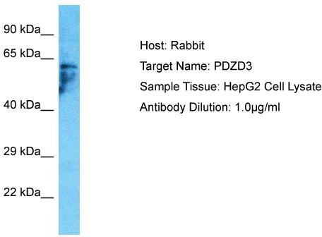 Host: Rabbit; Target Name: PDZD3; Sample Tissue: HepG2 Whole Cell lysates; Antibody Dilution: 1.0ug/ml