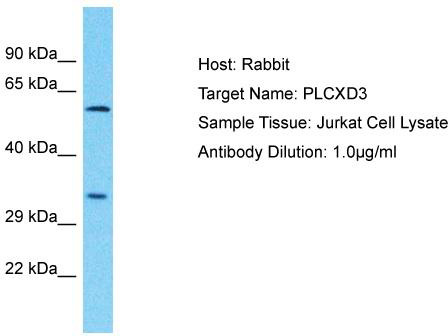 Host: Rabbit; Target Name: PLCXD3; Sample Tissue: Jurkat Whole Cell lysates; Antibody Dilution: 1.0ug/ml