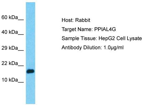 Host: Rabbit; Target Name: PPIAL4G; Sample Tissue: HepG2 Whole Cell lysates; Antibody Dilution: 1.0ug/ml