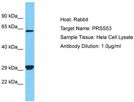 Host: Rabbit; Target Name: PRSS53; Sample Tissue: Hela Whole Cell lysates; Antibody Dilution: 1.0ug/ml