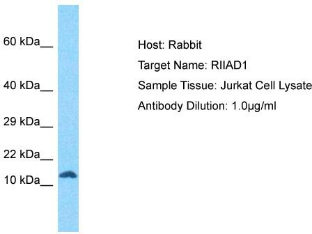 Host: Rabbit; Target Name: RIIAD1; Sample Tissue: Jurkat Whole Cell lysates; Antibody Dilution: 1.0ug/ml