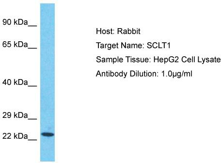 Host: Rabbit; Target Name: SCLT1; Sample Tissue: HepG2 Whole Cell lysates; Antibody Dilution: 1.0ug/ml
