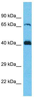 Host: Rabbit; Target Name: SERGEF; Sample Tissue: MCF7 Whole cell lysates; Antibody Dilution: 1.0ug/ml