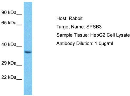 Host: Rabbit; Target Name: SPSB3; Sample Tissue: HepG2 Whole Cell lysates; Antibody Dilution: 1.0ug/ml