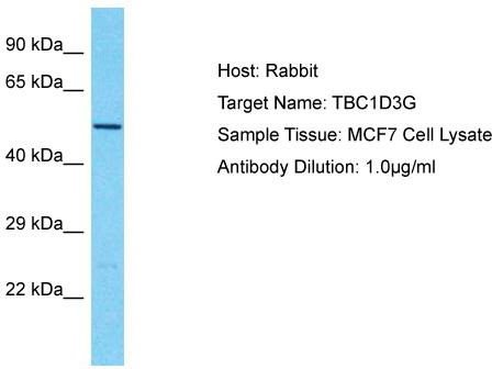 Host: Rabbit; Target Name: TBC1D3G; Sample Tissue: MCF7 Whole Cell lysates; Antibody Dilution: 1.0ug/ml