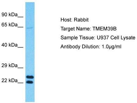 Host: Rabbit; Target Name: TMEM39B; Sample Tissue: U937 Whole Cell lysates; Antibody Dilution: 1.0ug/ml