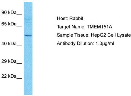 Host: Rabbit; Target Name: TMEM151A; Sample Tissue: HepG2 Whole Cell lysates; Antibody Dilution: 1.0ug/ml