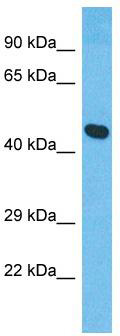 Host: Rabbit; Target Name: XKR8; Sample Tissue: HepG2 Whole Cell lysates; Antibody Dilution: 1.0ug/ml