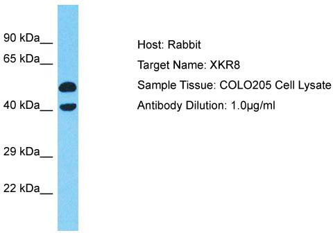 Host: Rabbit; Target Name: XKR8; Sample Tissue: COLO205 Whole Cell lysates; Antibody Dilution: 1.0ug/ml