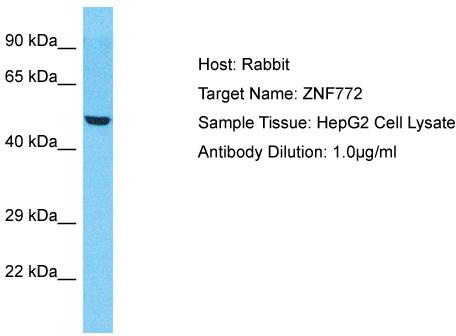 Host: Rabbit; Target Name: ZNF772; Sample Tissue: HepG2 Whole Cell lysates; Antibody Dilution: 1.0ug/ml
